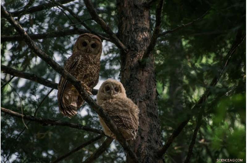 Historic Logging Still Threatens Spotted Owls in National Forests
