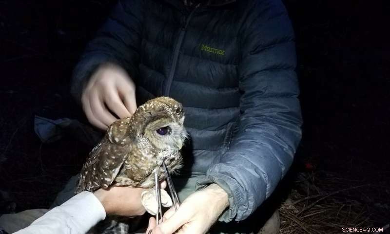 Historic Logging Still Threatens Spotted Owls in National Forests
