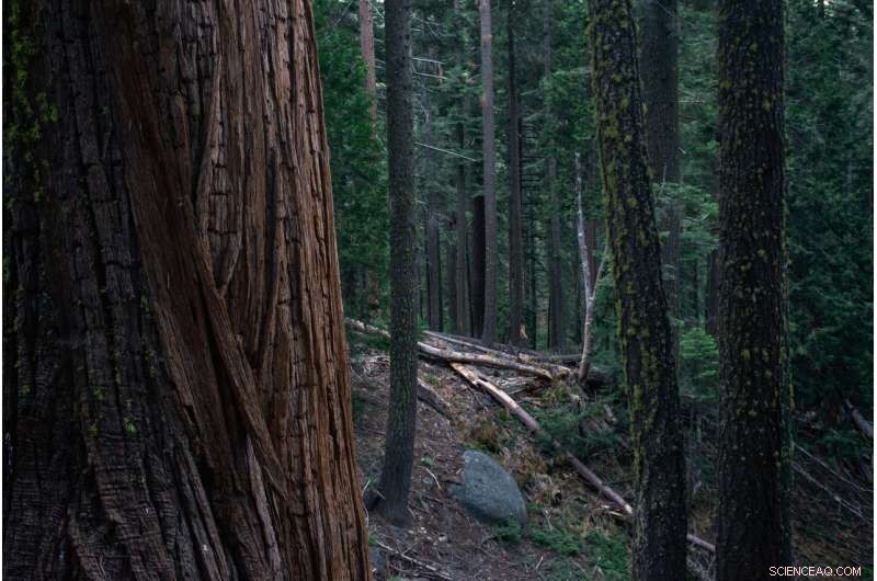 Historic Logging Still Threatens Spotted Owls in National Forests