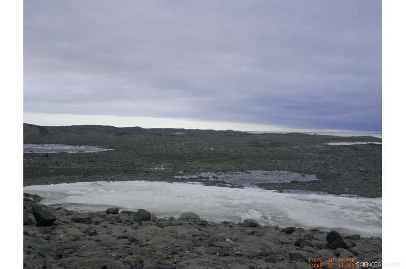 Antarctic Microbes Harness Hydrogen and CO to Thrive in Thin Air