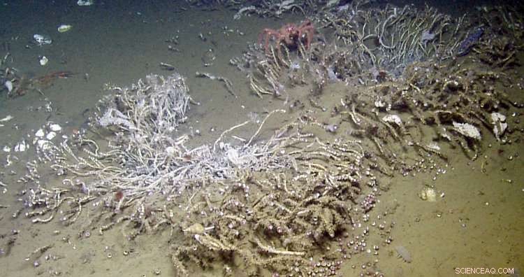 Unexpected Biodiversity Revealed in Deep-Sea Cold Seeps Along the Cascadia Fault