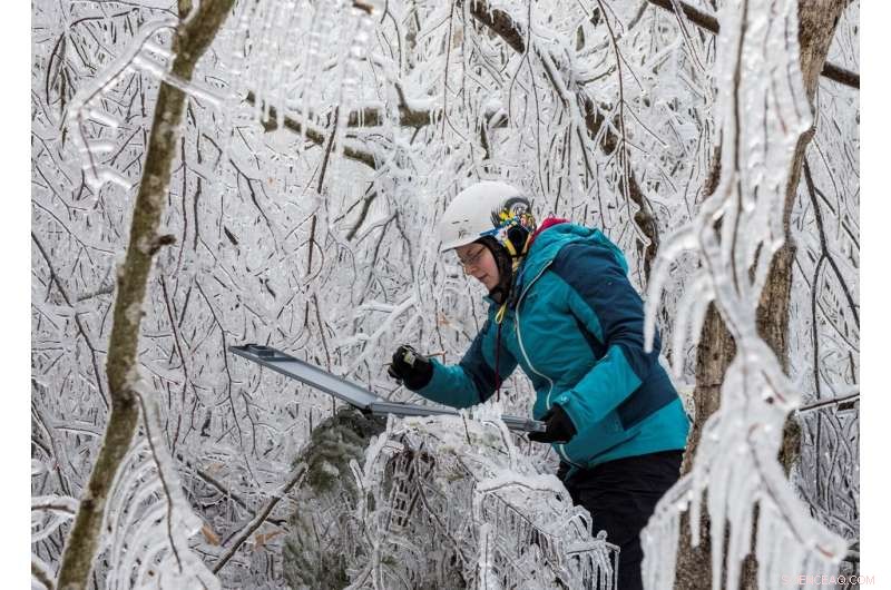 Scientists Investigate How Ice Storms and Climate Change Threaten Forests