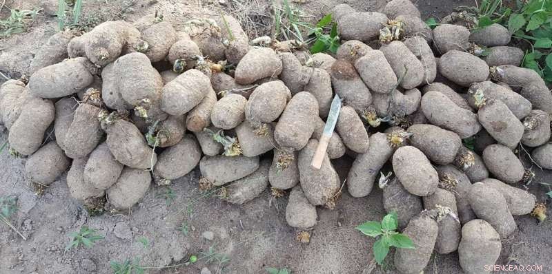 Sustainable Yam Systems: Boosting Productivity and Soil Health in West Africa