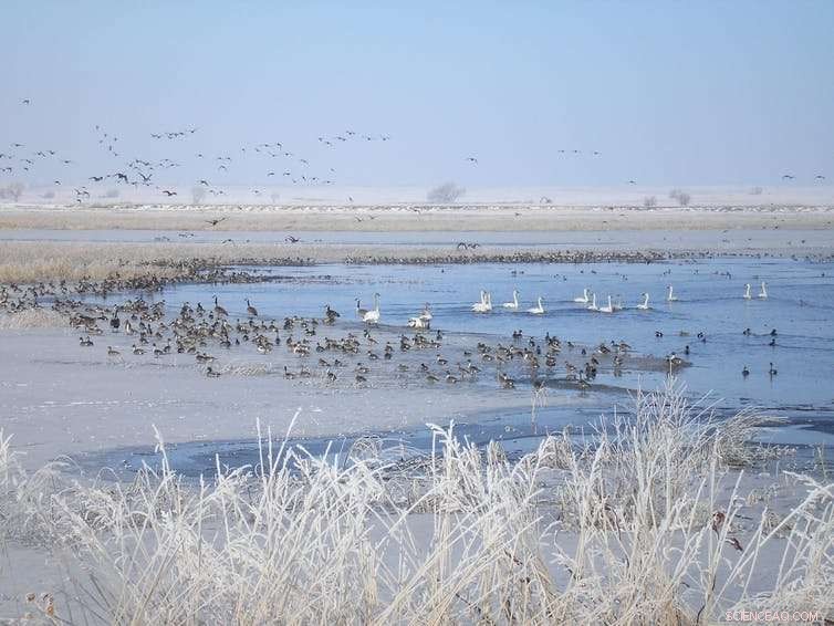 The Environmental Cost of Road Salt: Why It Persists Despite the Risks