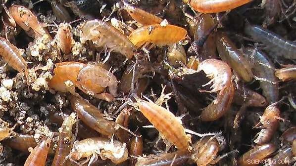 Marine Life Shreds Plastic Bag into Over 1.75 Million Tiny Pieces, New Study Shows