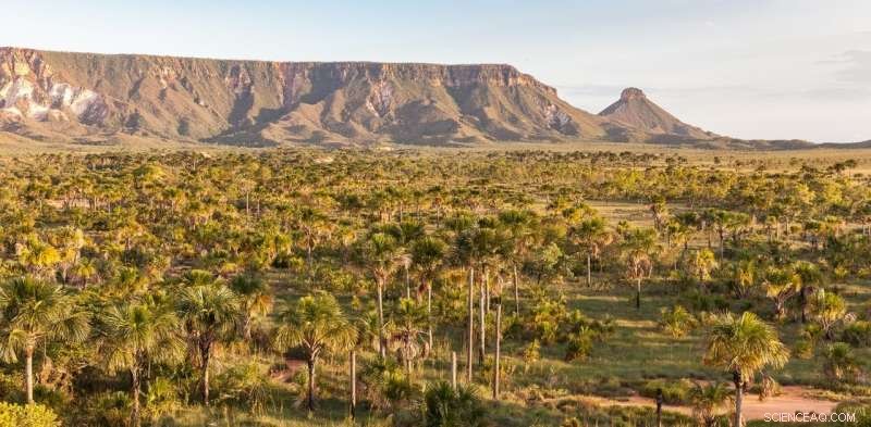 Corporate Pledges Won’t Save Brazil’s Cerrado: Urgent Action Needed to Halt Deforestation