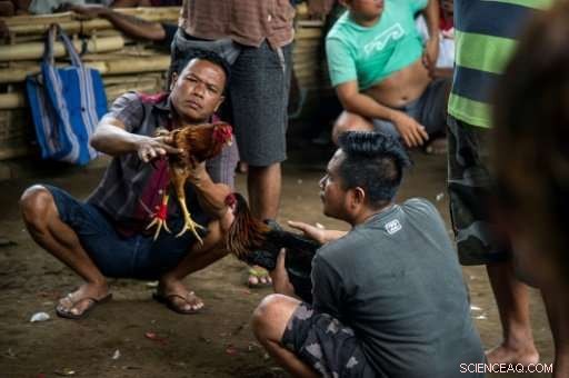 Bali s Ancient Cockfighting: A Spectacle That Outshines Volcanic Eruptions