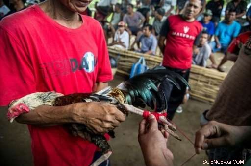 Bali s Ancient Cockfighting: A Spectacle That Outshines Volcanic Eruptions