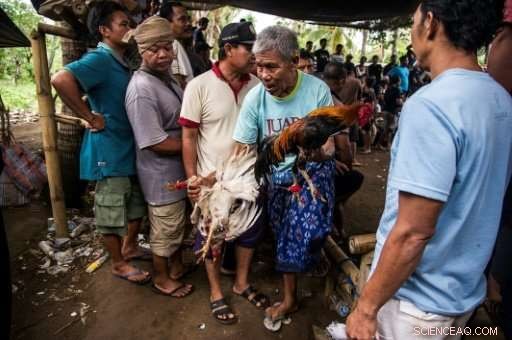 Bali s Ancient Cockfighting: A Spectacle That Outshines Volcanic Eruptions