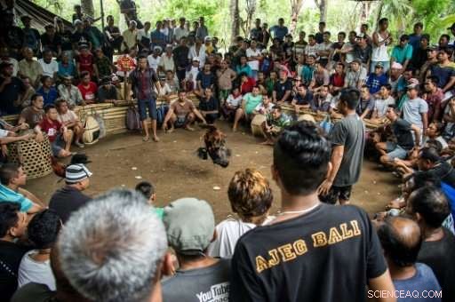 Bali s Ancient Cockfighting: A Spectacle That Outshines Volcanic Eruptions