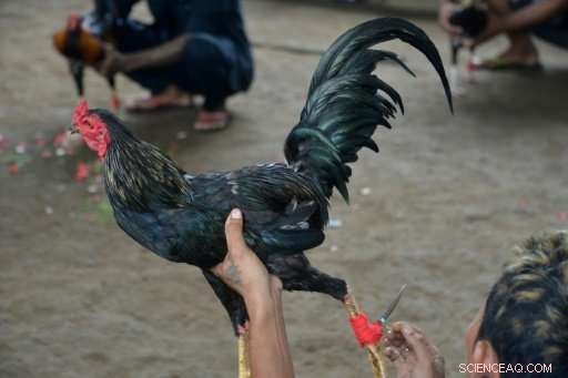 Bali s Ancient Cockfighting: A Spectacle That Outshines Volcanic Eruptions