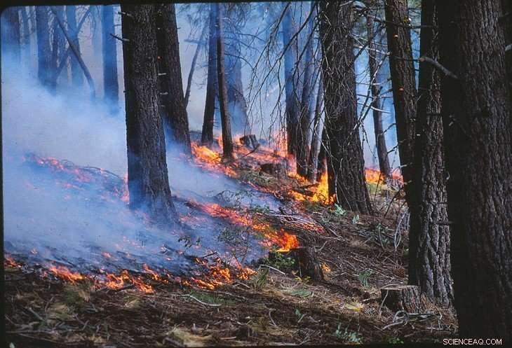 Controlled Burns Mitigate Rim Fire Severity, Study Reveals