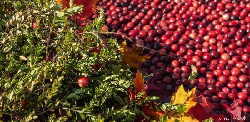 Can Cranberries Dominate the Global Market? The U.S. Industry Depends on It