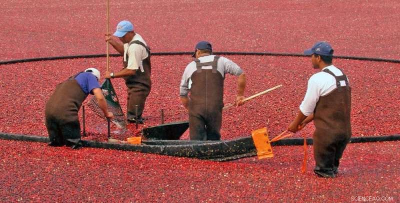 Can Cranberries Dominate the Global Market? The U.S. Industry Depends on It