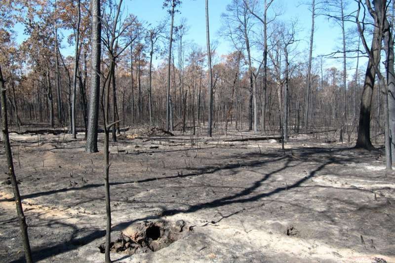 Charcoal Management After the Tri-County Wildfire: Strategies for Sustainable Forest Recovery