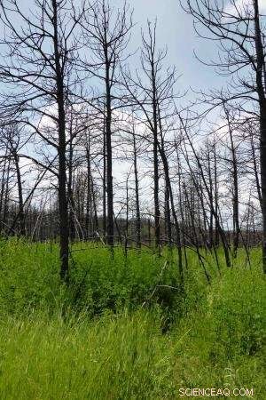 How Residents Near Burned Forests View Recovery: The Role of Attachment and Fire Ecology Beliefs