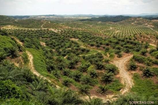 Scientists Assess Certification Programs to Preserve Tropical Forests