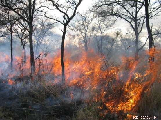 Frequent Fires Strip Soil of Carbon, Slowing Plant Regrowth