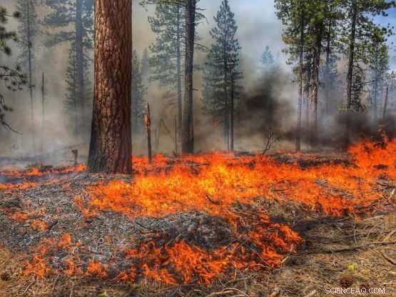 Frequent Fires Strip Soil of Carbon, Slowing Plant Regrowth