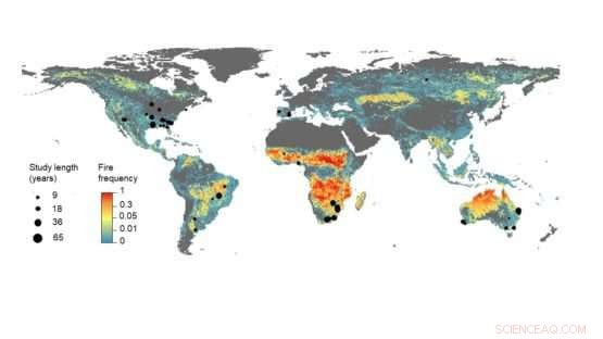 Frequent Fires Strip Soil of Carbon, Slowing Plant Regrowth