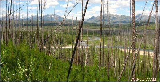 New Study Reveals Declining Forest Resilience Amid Wildfires and Climate Change