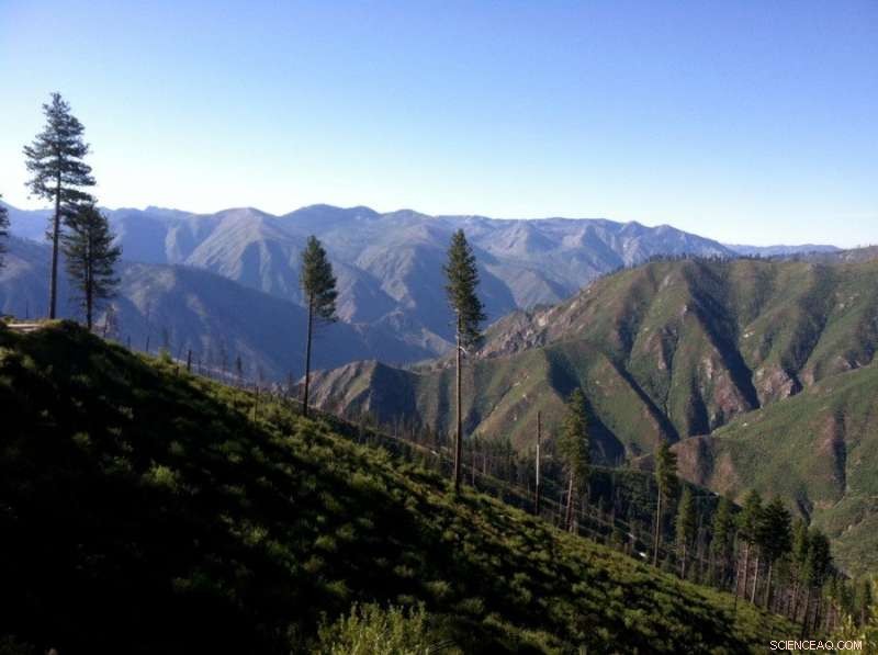 New Study Reveals Declining Forest Resilience Amid Wildfires and Climate Change