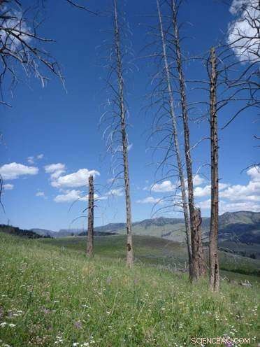 New Study Reveals Declining Forest Resilience Amid Wildfires and Climate Change