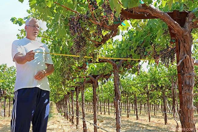Harnessing Satellite Technology to Conserve Water in California Vineyards
