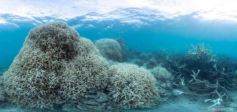 2016 Extreme Weather Events: Linking Global Heat Waves to Climate Change