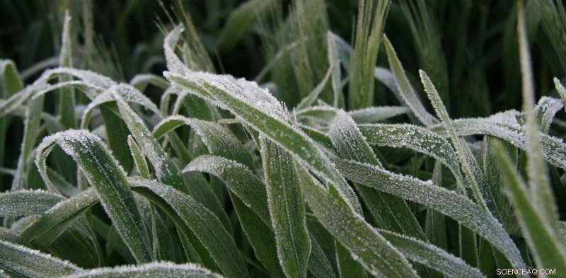 Spring Frosts Reveal Climate Change s Human Fingerprint