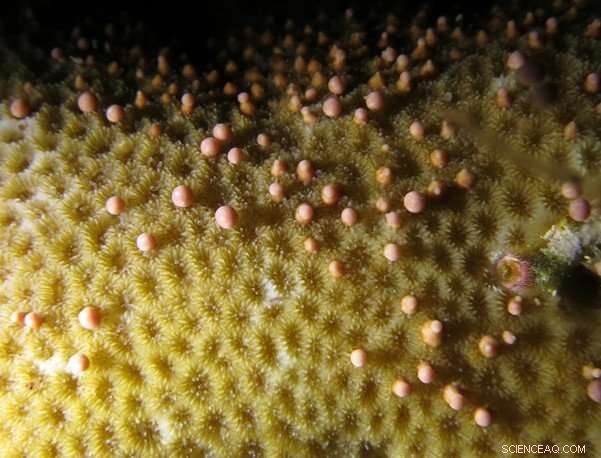 Why Corals Sometimes Fail to Transfer Symbiotic Algae to Their Offspring