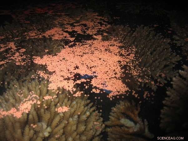 Why Corals Sometimes Fail to Transfer Symbiotic Algae to Their Offspring