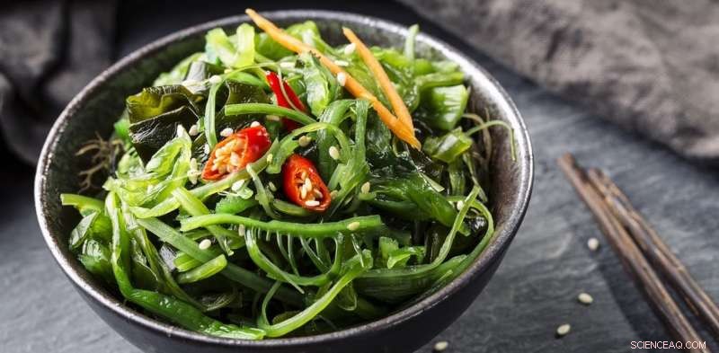 Algae & Seaweed: The Key to Sustainable Seafood Futures