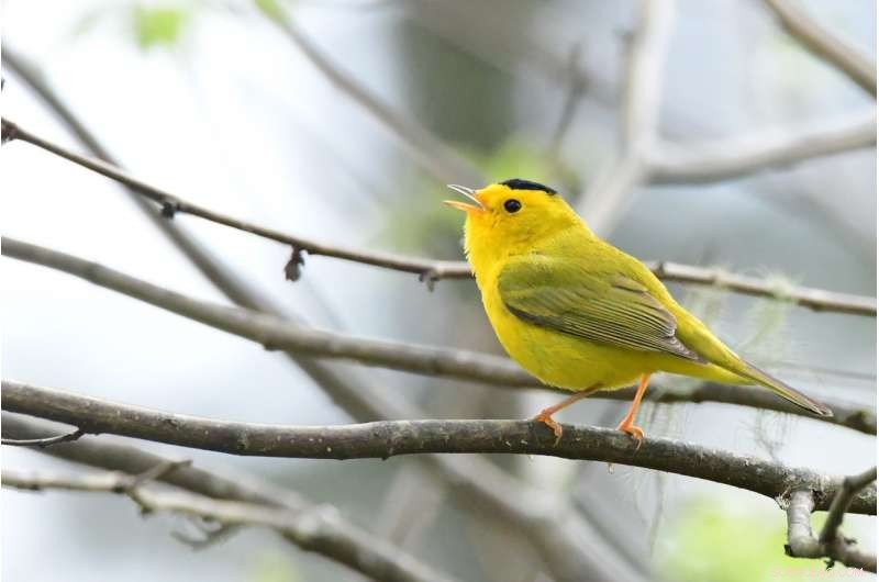Complex Old-Growth Forests Protect Bird Species Amid Climate Warming