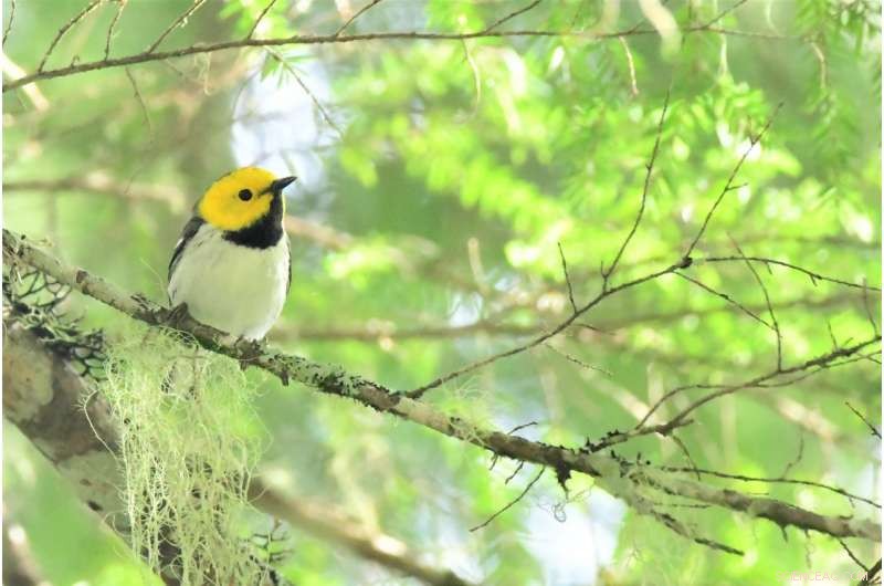 Complex Old-Growth Forests Protect Bird Species Amid Climate Warming