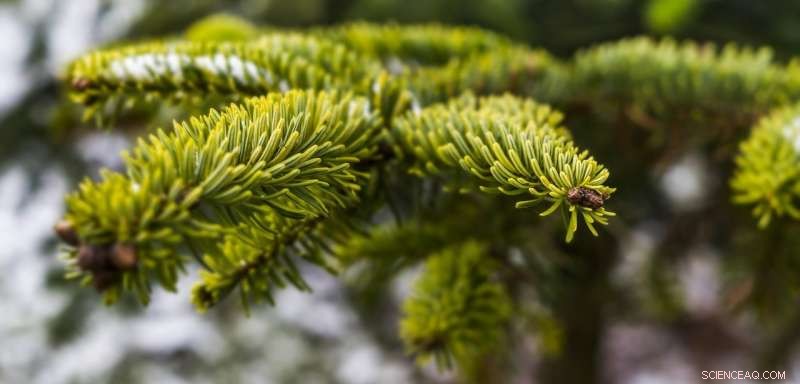 Real vs. Artificial Christmas Trees: Which Is More Eco-Friendly?