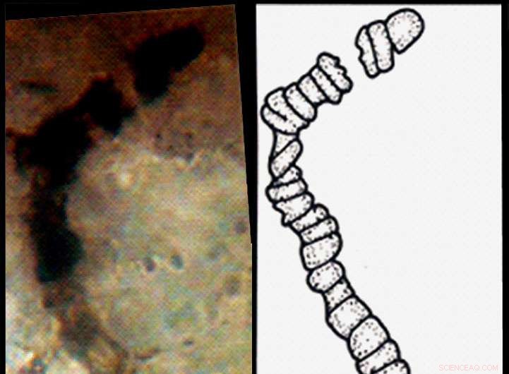 Ancient Fossils Reveal Life Originated on Earth Over 3.5 Billion Years Ago