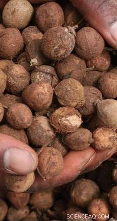 Kenyan Farmers Ready to Scale Croton Nut Production for Sustainable Biofuel