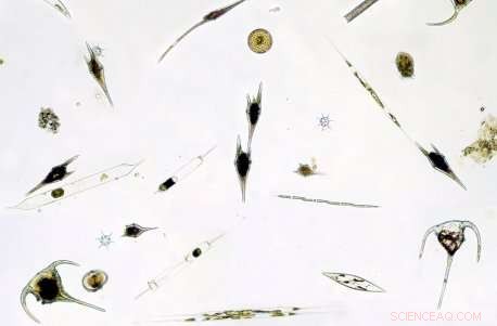 Cyclical Environmental Changes Unlock Earth s Biodiversity