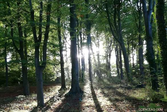 Study Reveals North Atlantic Oscillation Drives Tree Reproduction Synchrony Across Europe