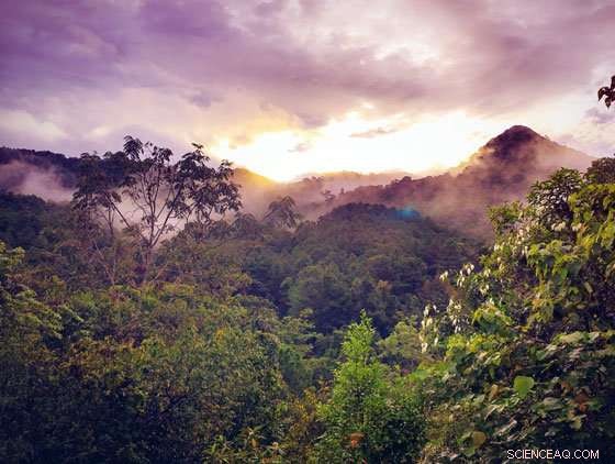 Act Now to Preserve Forests the Size of India by 2050