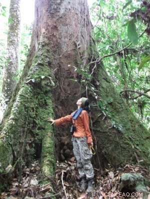 Pristine Forests Combat Climate Change—Yet They Face Growing Threats