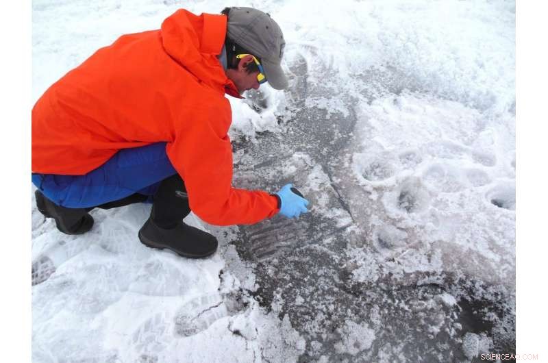 Algae Growth Diminishes Greenland Ice Sheet Reflectivity, Accelerating Melt Rates
