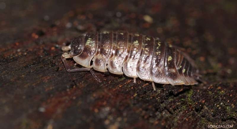 Higher Soil Temperatures and Lower Moisture Suppress Detritivore Feeding, New Study Reveals