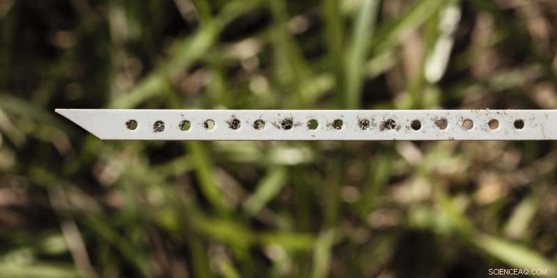 Higher Soil Temperatures and Lower Moisture Suppress Detritivore Feeding, New Study Reveals