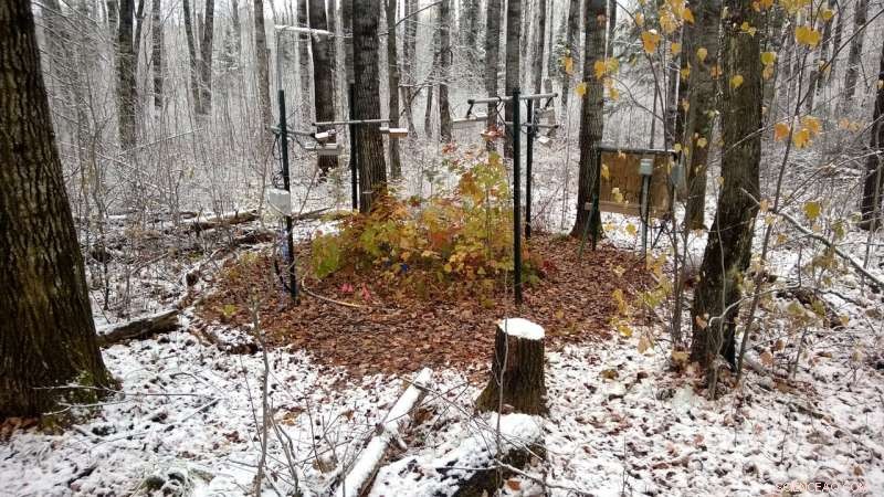 Higher Soil Temperatures and Lower Moisture Suppress Detritivore Feeding, New Study Reveals