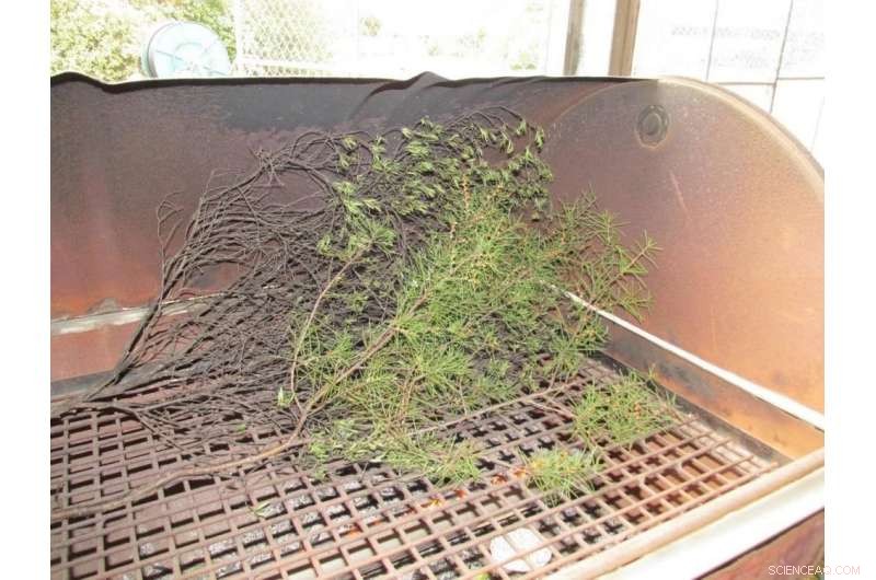 Invasive Weeds Amplify Wildfire Intensity and Frequency