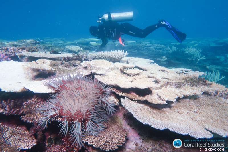 30 Years of Crown‑of‑Thorns Starfish Research on the Great Barrier Reef: Insights & Outcomes