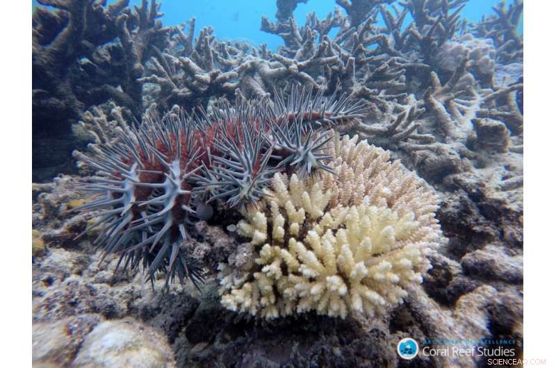 30 Years of Crown‑of‑Thorns Starfish Research on the Great Barrier Reef: Insights & Outcomes