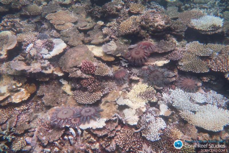 30 Years of Crown‑of‑Thorns Starfish Research on the Great Barrier Reef: Insights & Outcomes